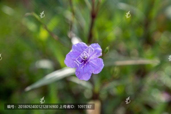 藍(lán)花草