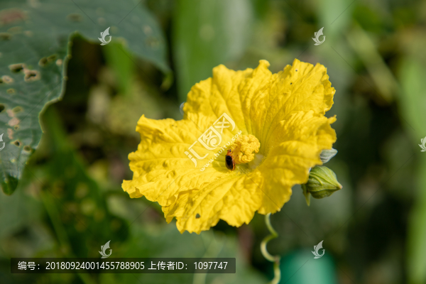 絲瓜花