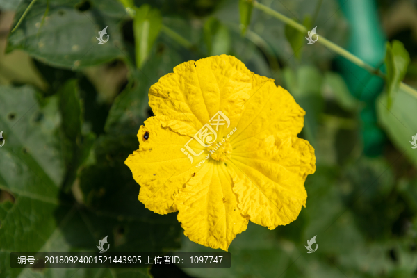 絲瓜花