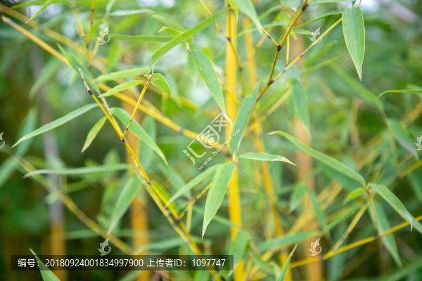黃金間碧竹