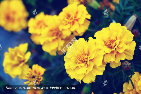 百看不厭萬壽菊