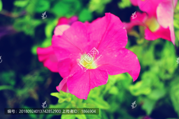 碧冬茄的簡(jiǎn)單美