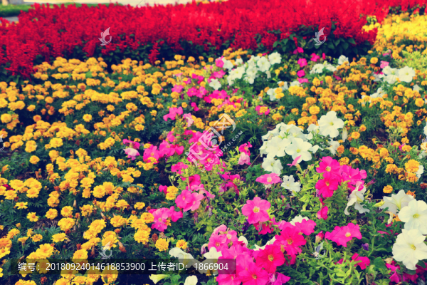 花團錦簇