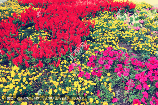 萬壽菊花園