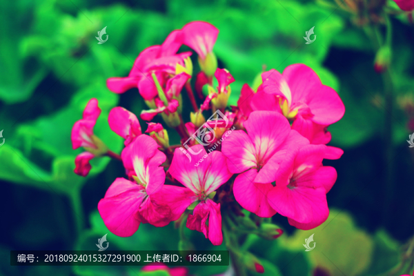 天竺葵時(shí)尚的美麗