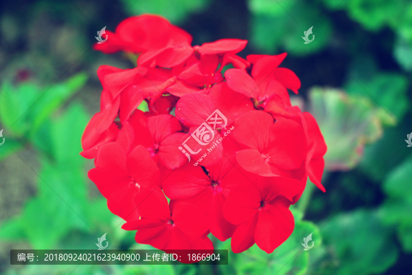 紅色鳳仙花