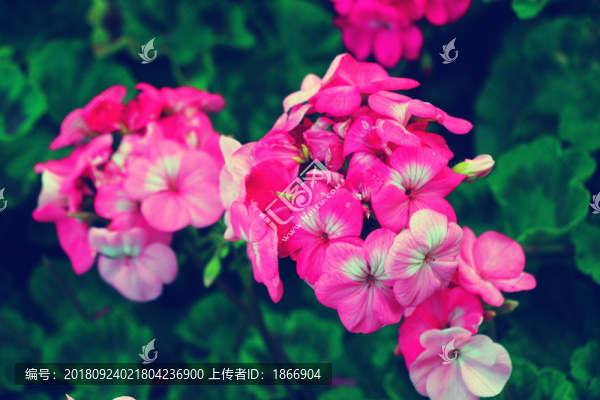 天竺葵花團(tuán)錦簇