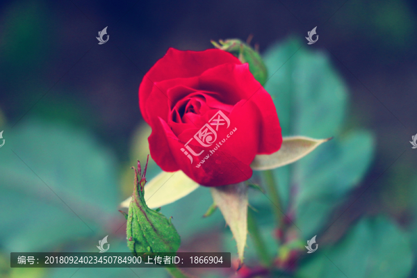 孤芳自賞