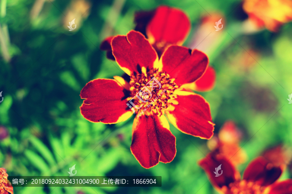 紅色萬壽菊