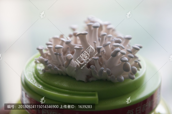 小蘑菇