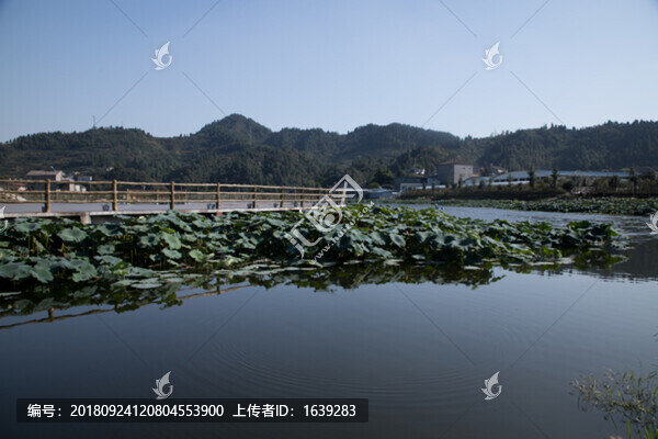 荷花池