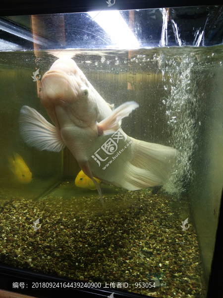 金魚