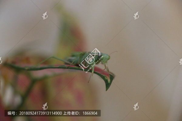 螳螂
