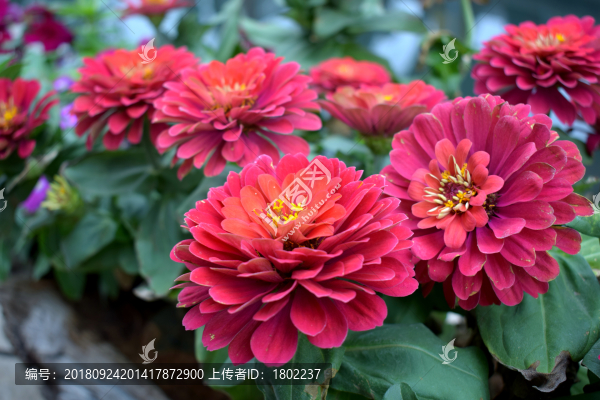 紅花綠葉