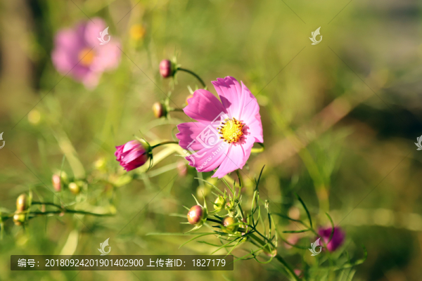 粉色小花