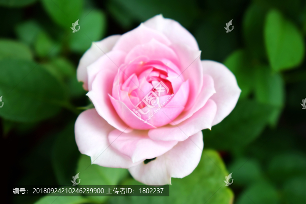 月季花