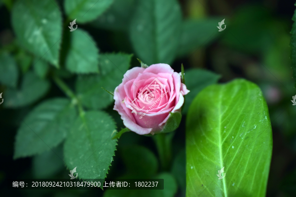 月季花