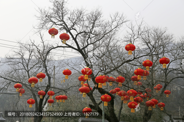 樹上的紅燈籠
