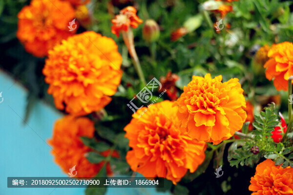 金菊花錦簇