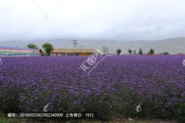花海