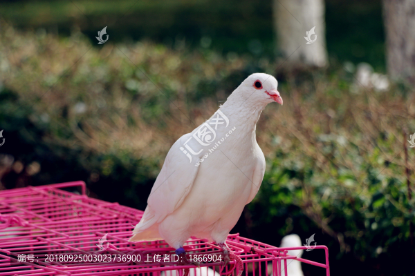 白鴿