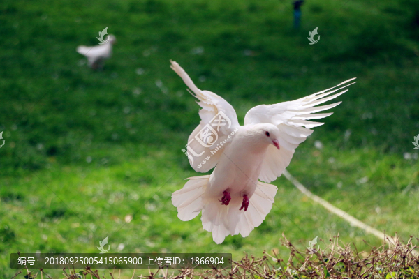 降落