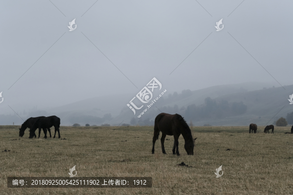 伊犁馬