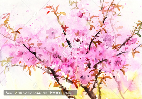 絢爛桃花