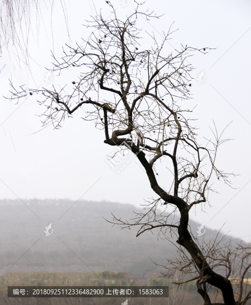 老樹(shù)
