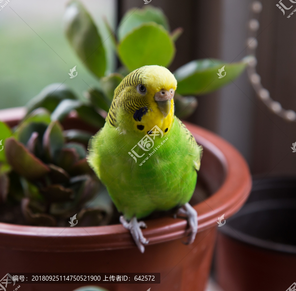 鸚鵡