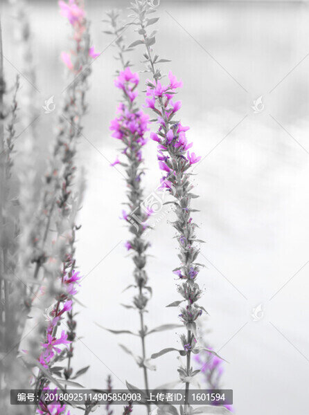 迎春花
