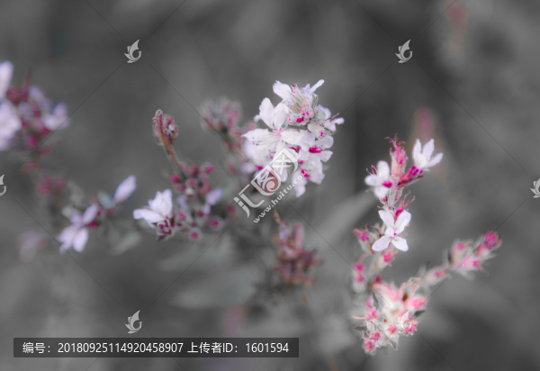 迎春花