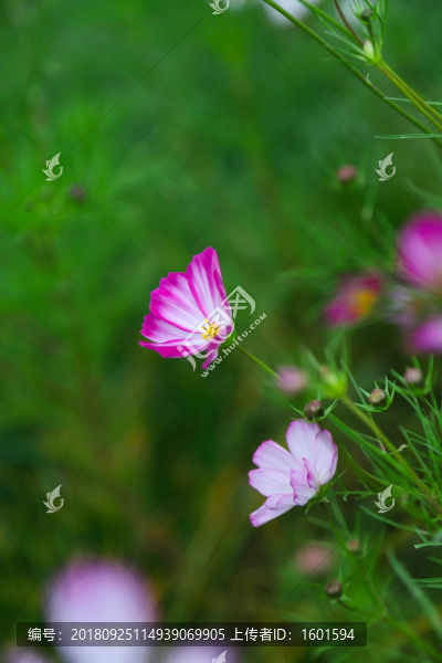 波斯菊