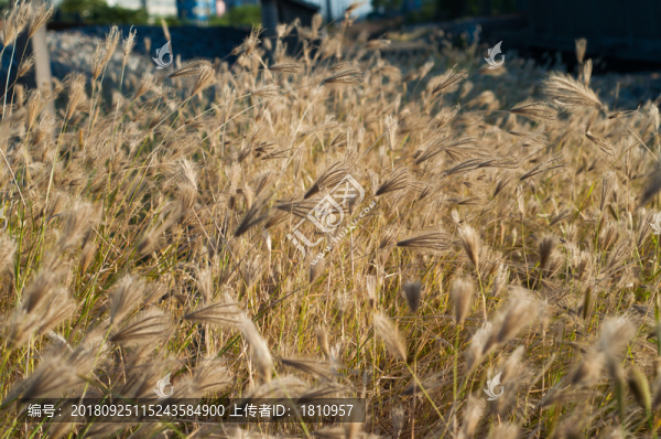 狗尾草