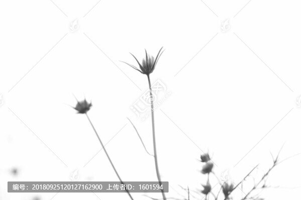 波斯菊