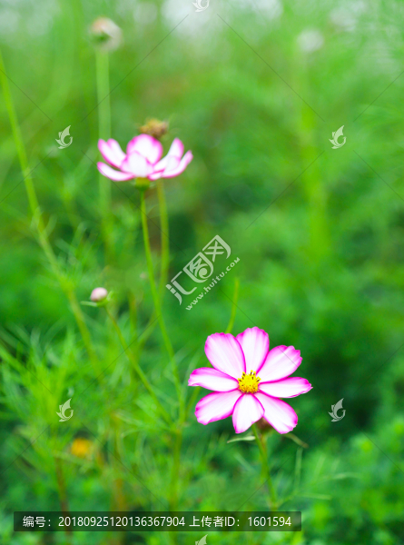 波斯菊