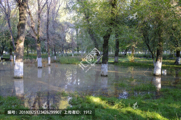 秋天的樹林