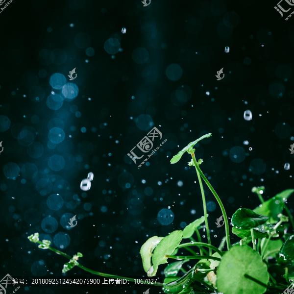 水之舞