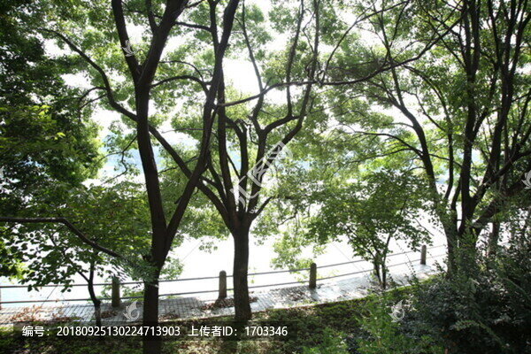 樹林小路