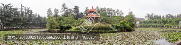 四川大學(xué)東區(qū)荷花池全景