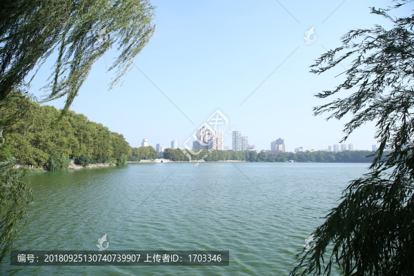 湖邊垂柳