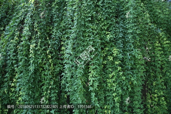 綠色植物背景墻