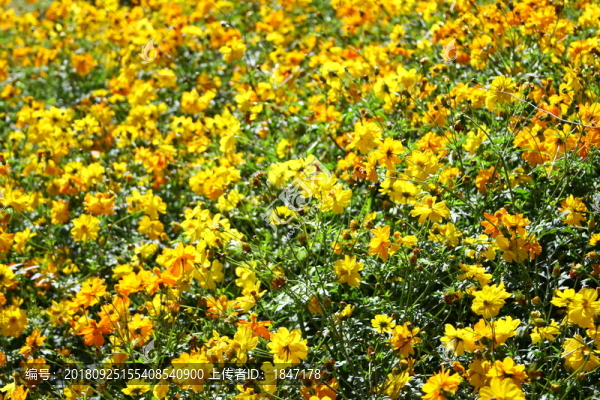 花