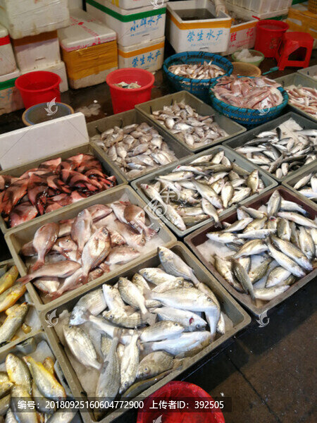 各種魚類