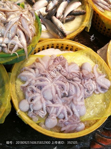 章魚