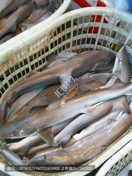 小鯊魚