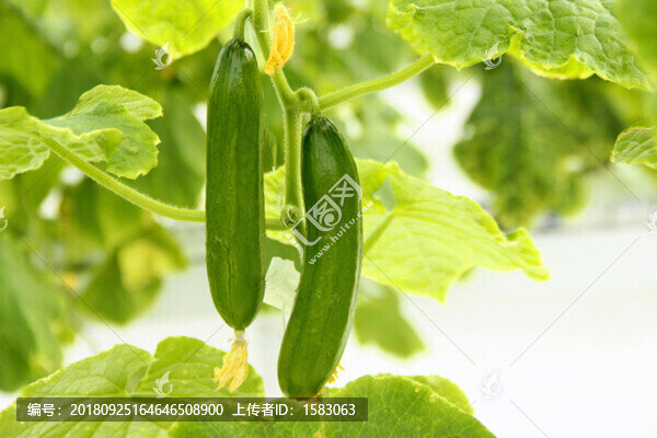 黃瓜