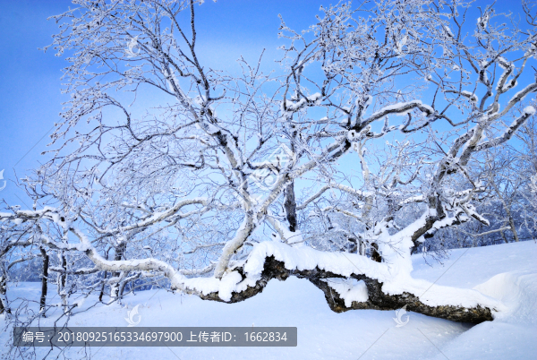 白樺樹