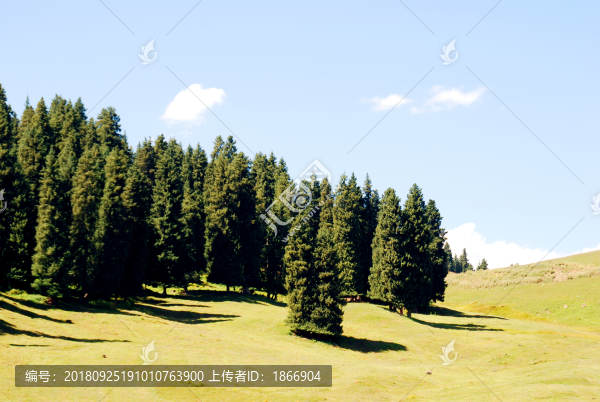 天山松嶺