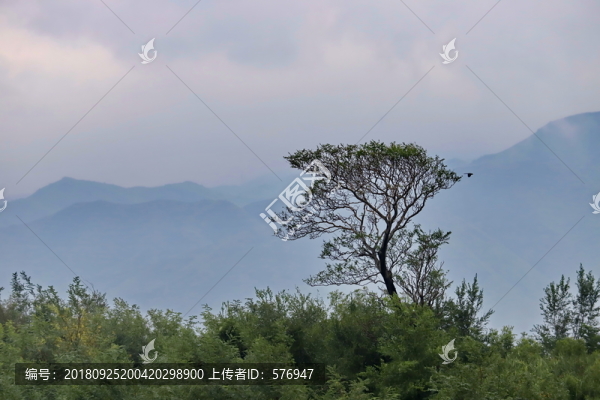 水墨畫